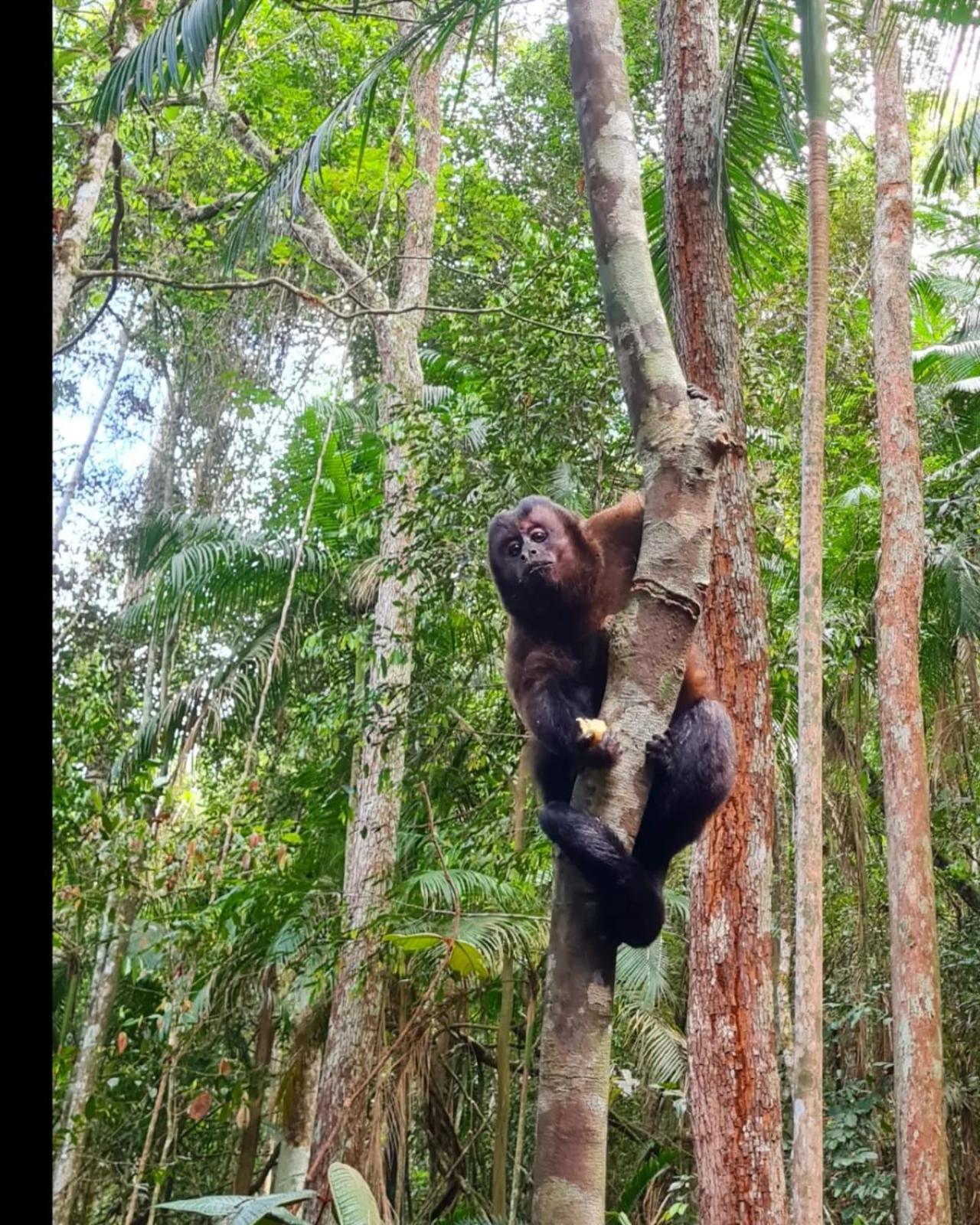 Treehouse Seu Paraiso Nas Montanhas Marechal Floriano Ngoại thất bức ảnh